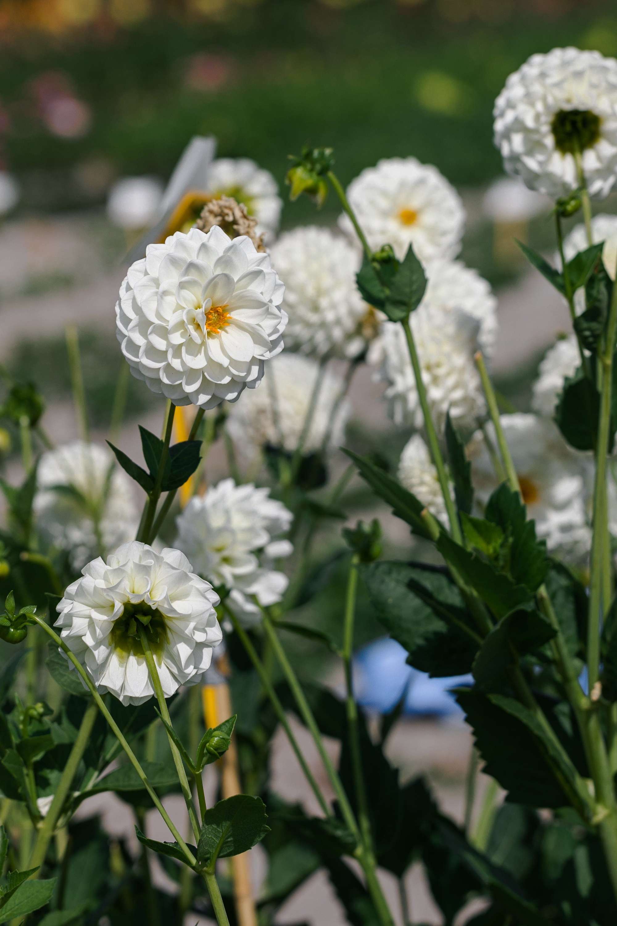 Dahlia 'Boom Boom White'